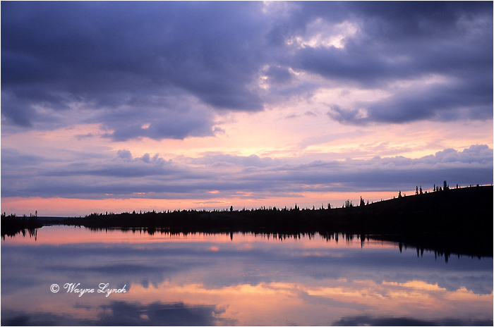 Damant Lake Barrenlands 105 by Dr. Wayne Lynch &copy;